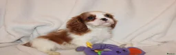 Cavalier King Charles Spaniel dogs for sale: Gorgeous Cavalier King Charles Spaniel puppies - Advert 27