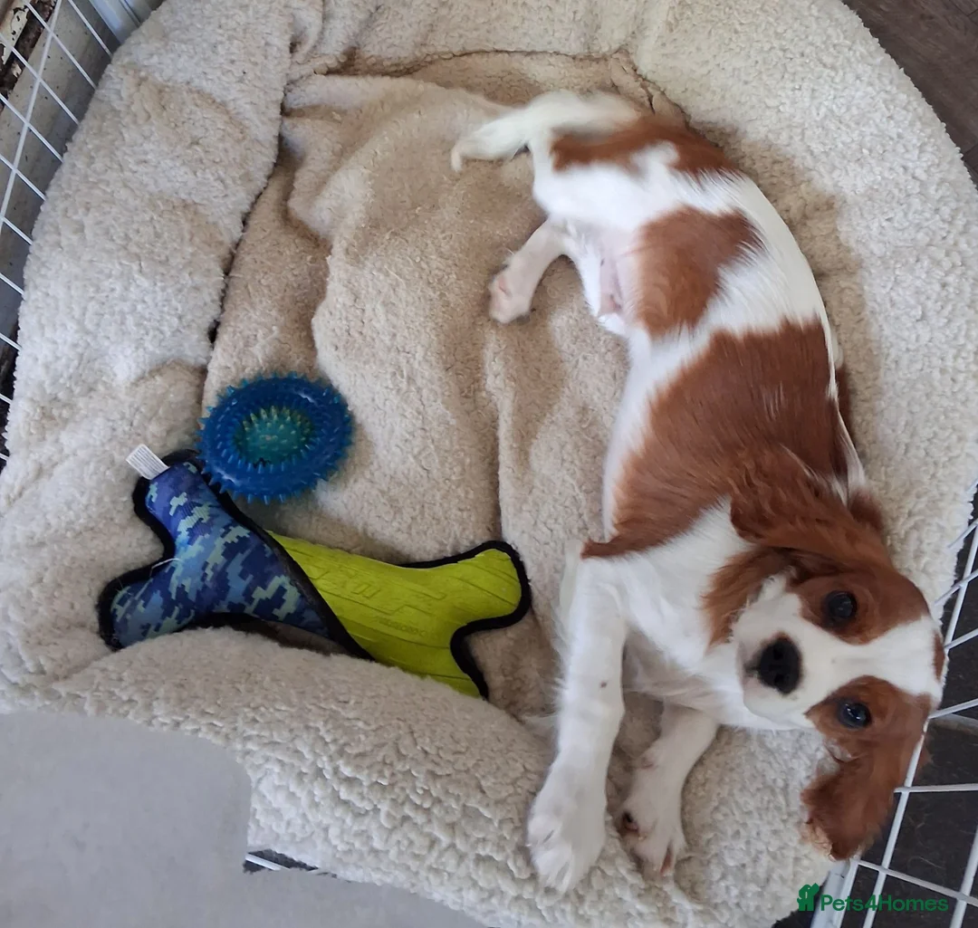 Cavalier King Charles Spaniel dogs for sale: Cavalier king  Charles male puppy - Advert 2