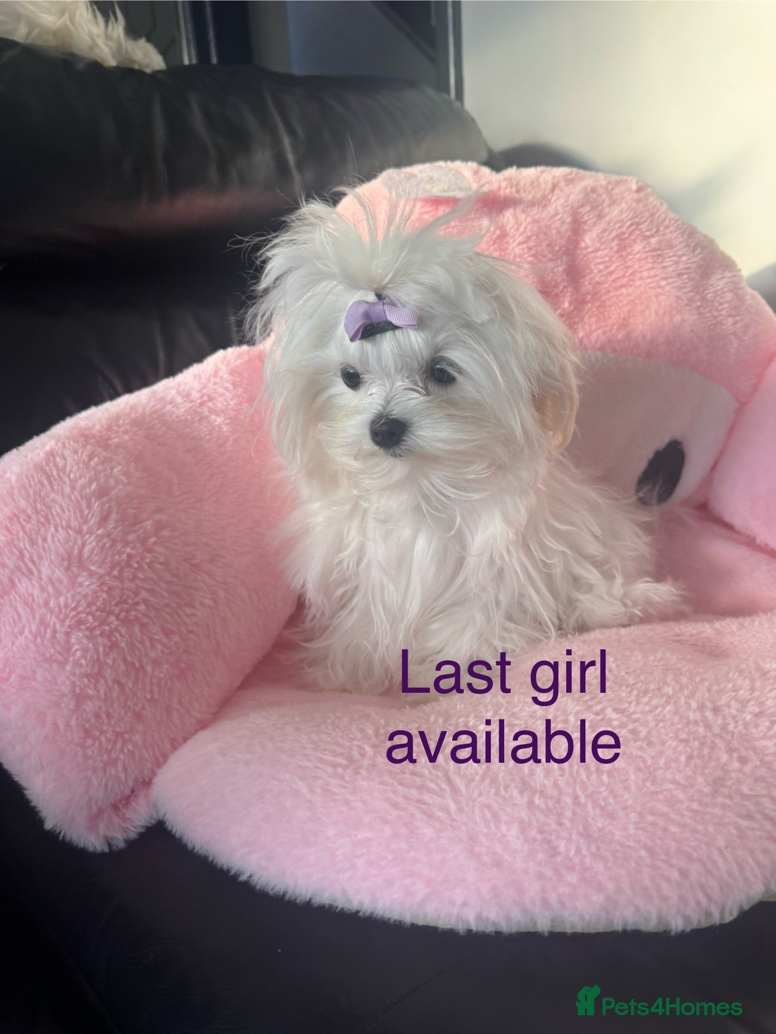 Maltese dogs ✨ Korean Maltese Hypoallergenic pure breed Girls ✨ - Advert 5