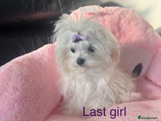 Maltese dogs ✨ Korean Maltese Hypoallergenic pure breed Girls ✨ - Advert 6