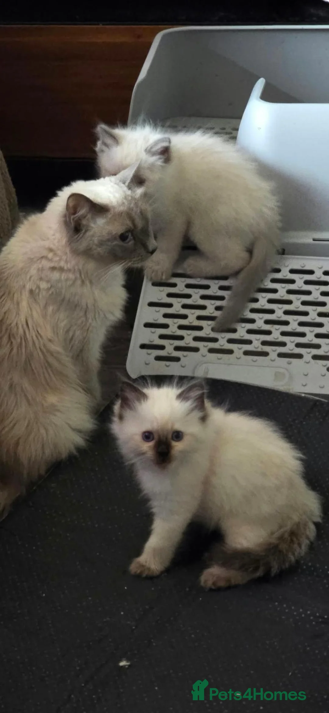 Ragdoll cats for sale: Ragdoll kittens for sale - Advert 1