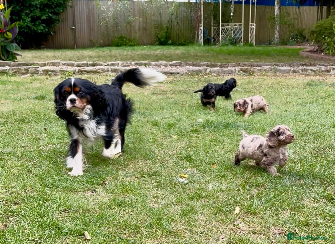 Cavapoo dogs for sale: Stunning Cavapoo babies  - Image 10