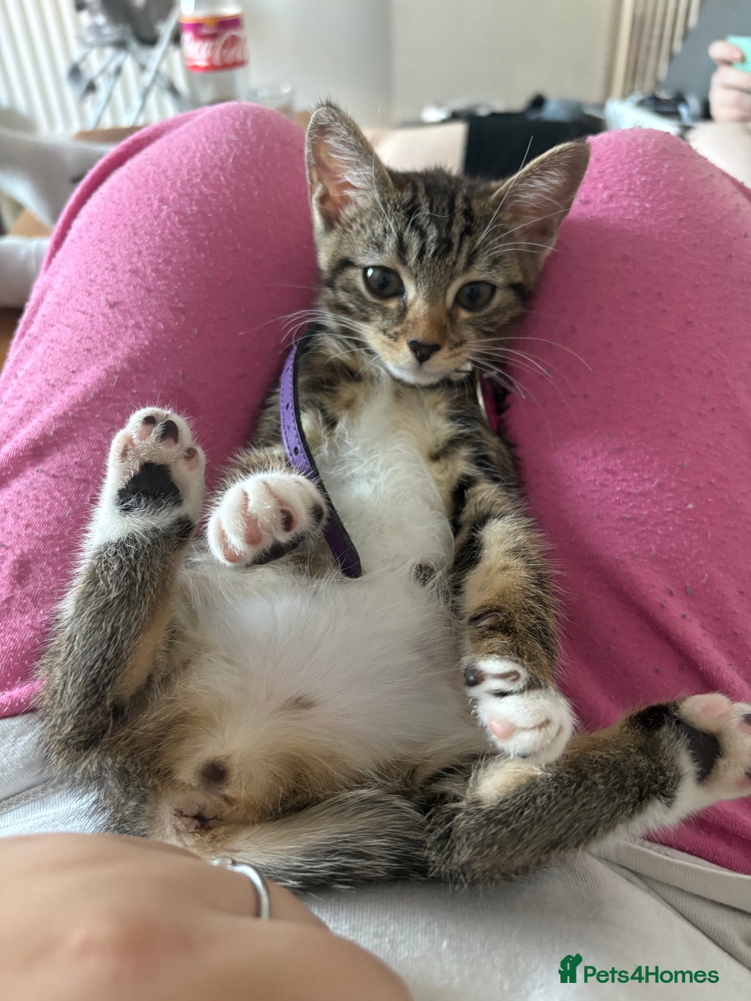 Bengal cats for sale: Winnie  - Advert 13