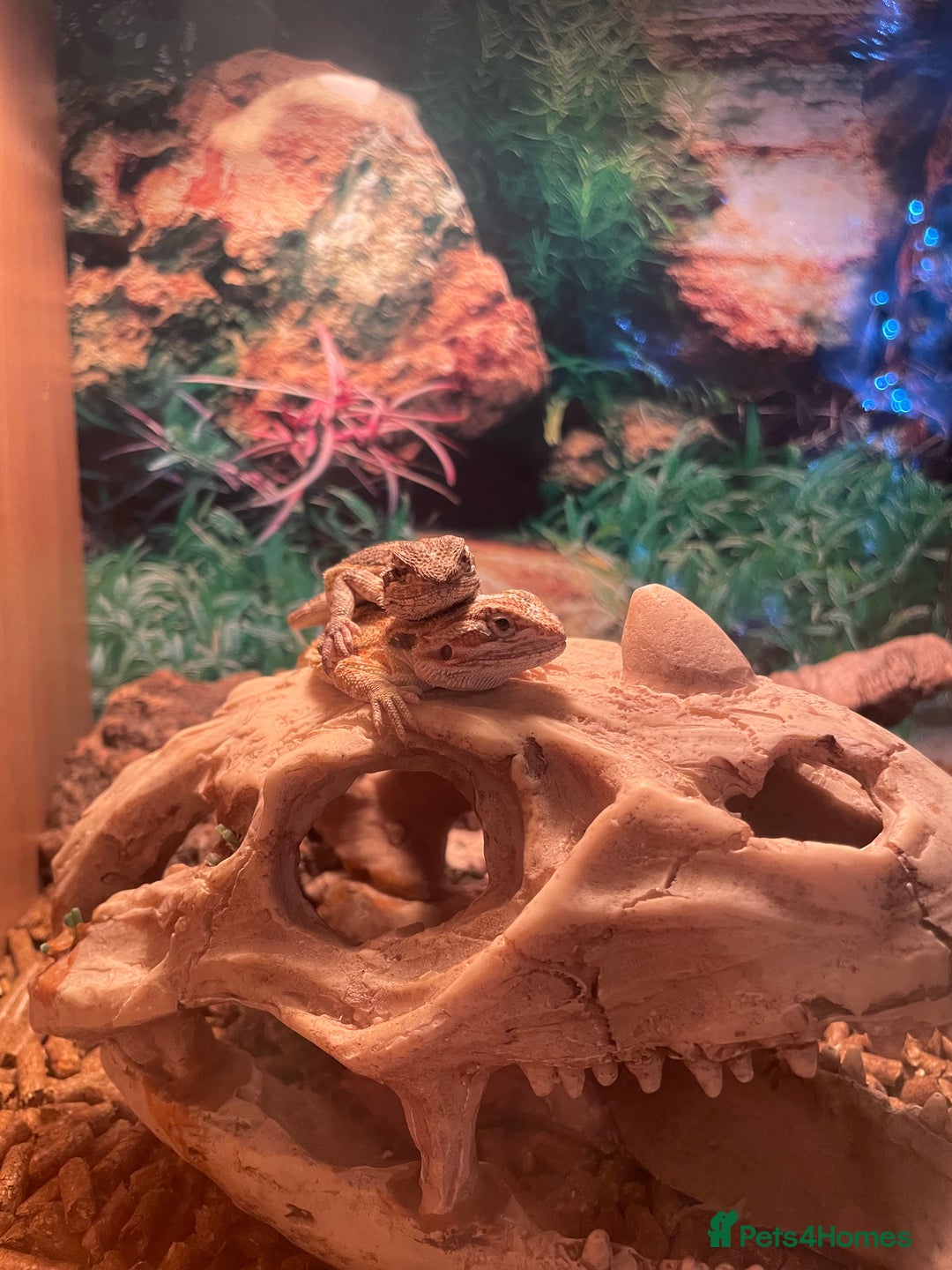 Bearded Dragon reptiles for sale: 5 baby bearded dragons for sale  - Image 7