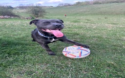 Staffordshire Bull Terrier dogs for stud: Gorgeous Blue Staffordshire Bull Terrier for Stud - Image 4
