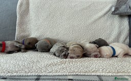 French Bulldog dogs for sale: French bulldog pedigree litter - Image 17