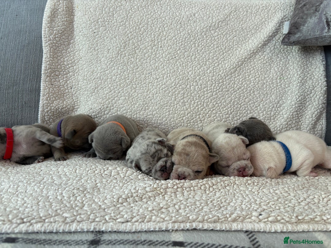 French Bulldog dogs for sale: French bulldog pedigree litter - Image 17