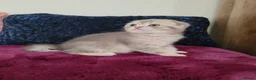 Scottish Fold cats for sale: Adorable Blue Golden Male Scottish Fold Kitten - Advert 6