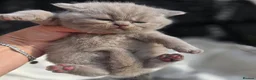 British Shorthair cats for sale: BEAUTIFUL BRITISH SHORTHAIR KITTENS  - Advert 23