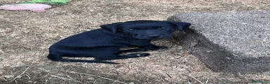 Labrador Retriever 9