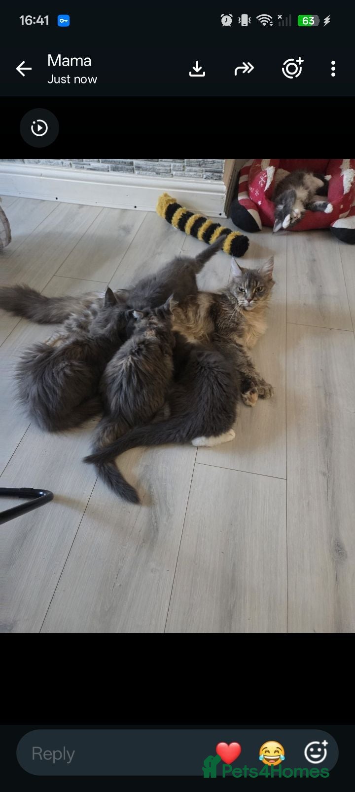 Maine Coon cats Maine Coon kittens "Pureee Love" - Advert 2