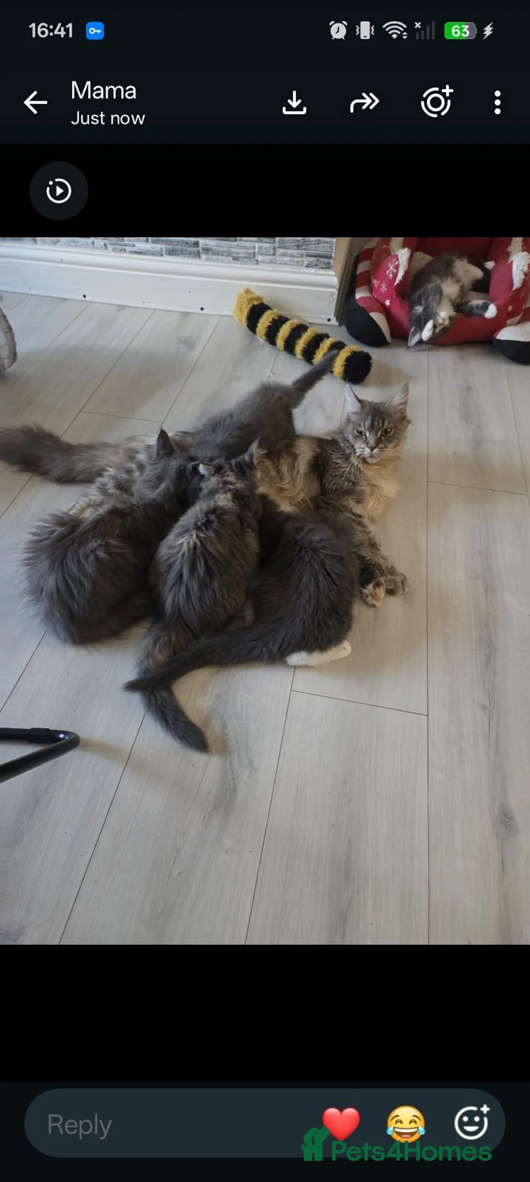 Maine Coon cats for sale: Maine Coon kittens "Pureee Love" - Advert 2
