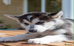 Mixed Breed dogs for sale: Fully vaccinated husky/Malamute Puppies. 3 Left  - Image 28