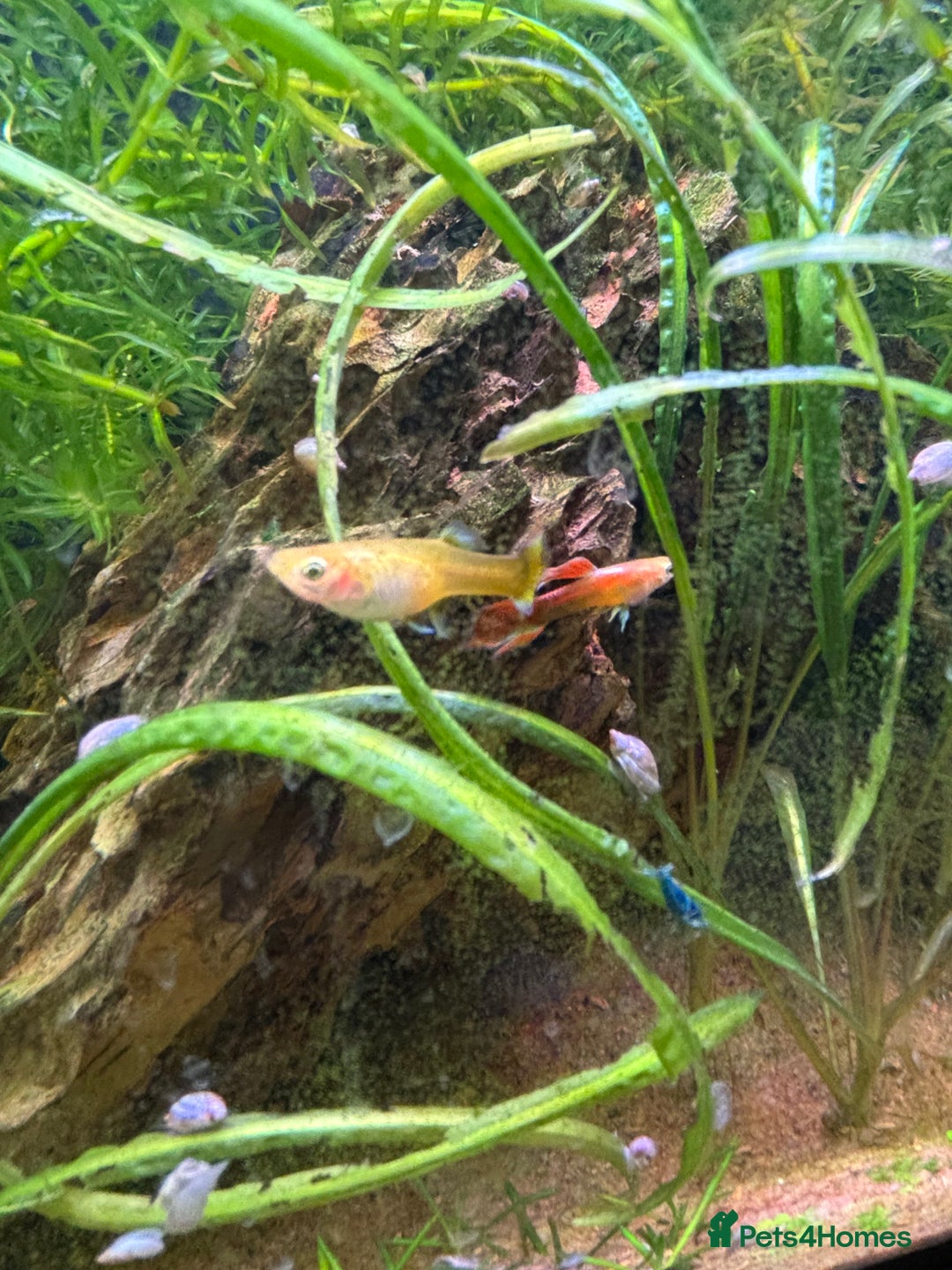 Mollies fish for sale: Mollies - Advert 4