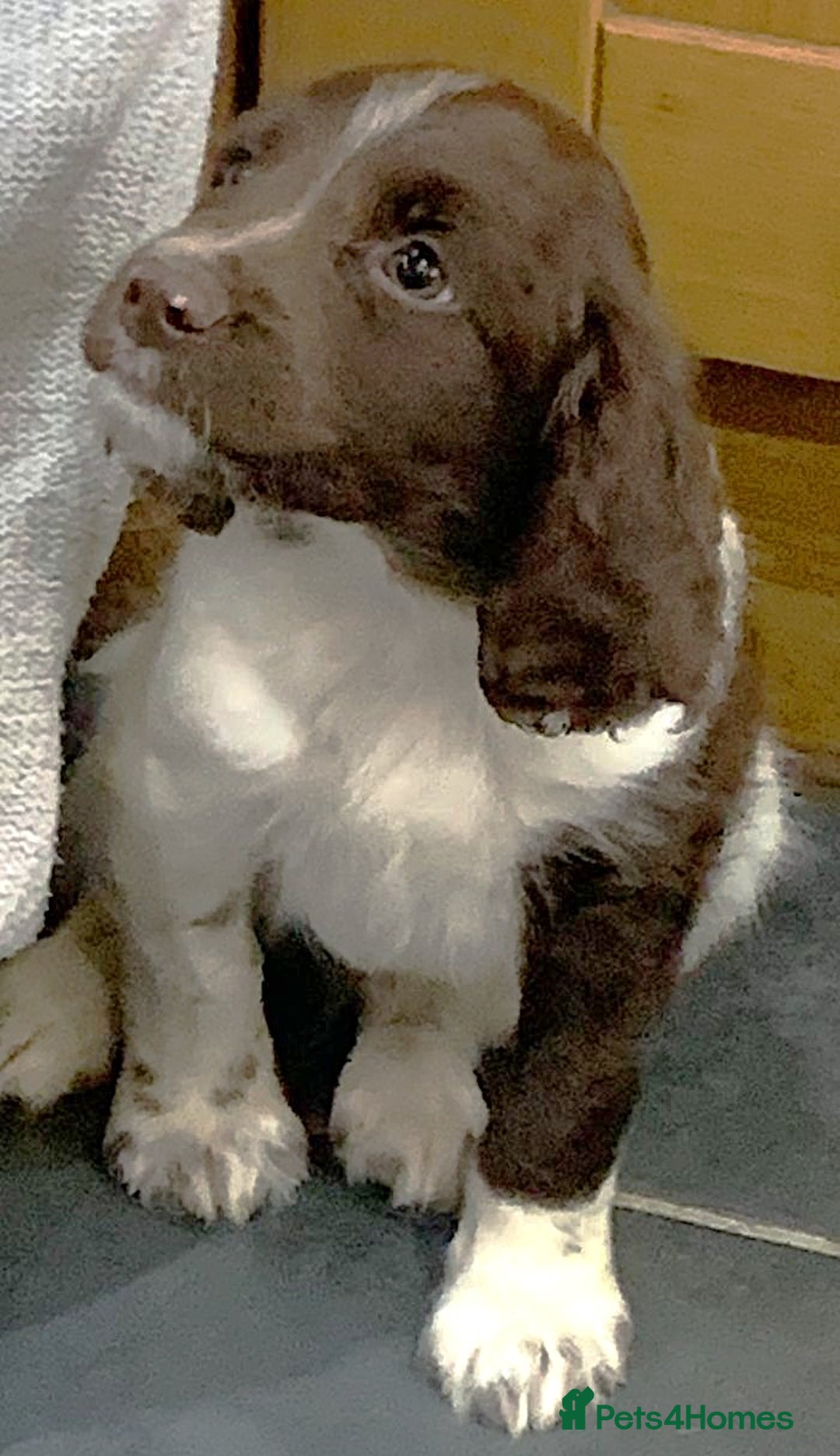 English Springer Spaniel dogs for sale: English Springer Spaniel Puppies - Advert 2