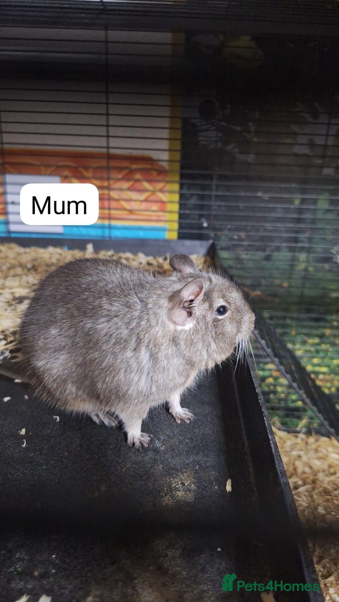 Degus rodents Young degus blue and brown boys and girls - Advert 3
