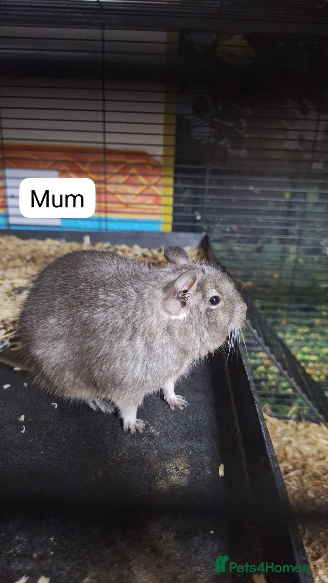 Degus rodents for sale: Young degus blue and brown boys and girls - Advert 1