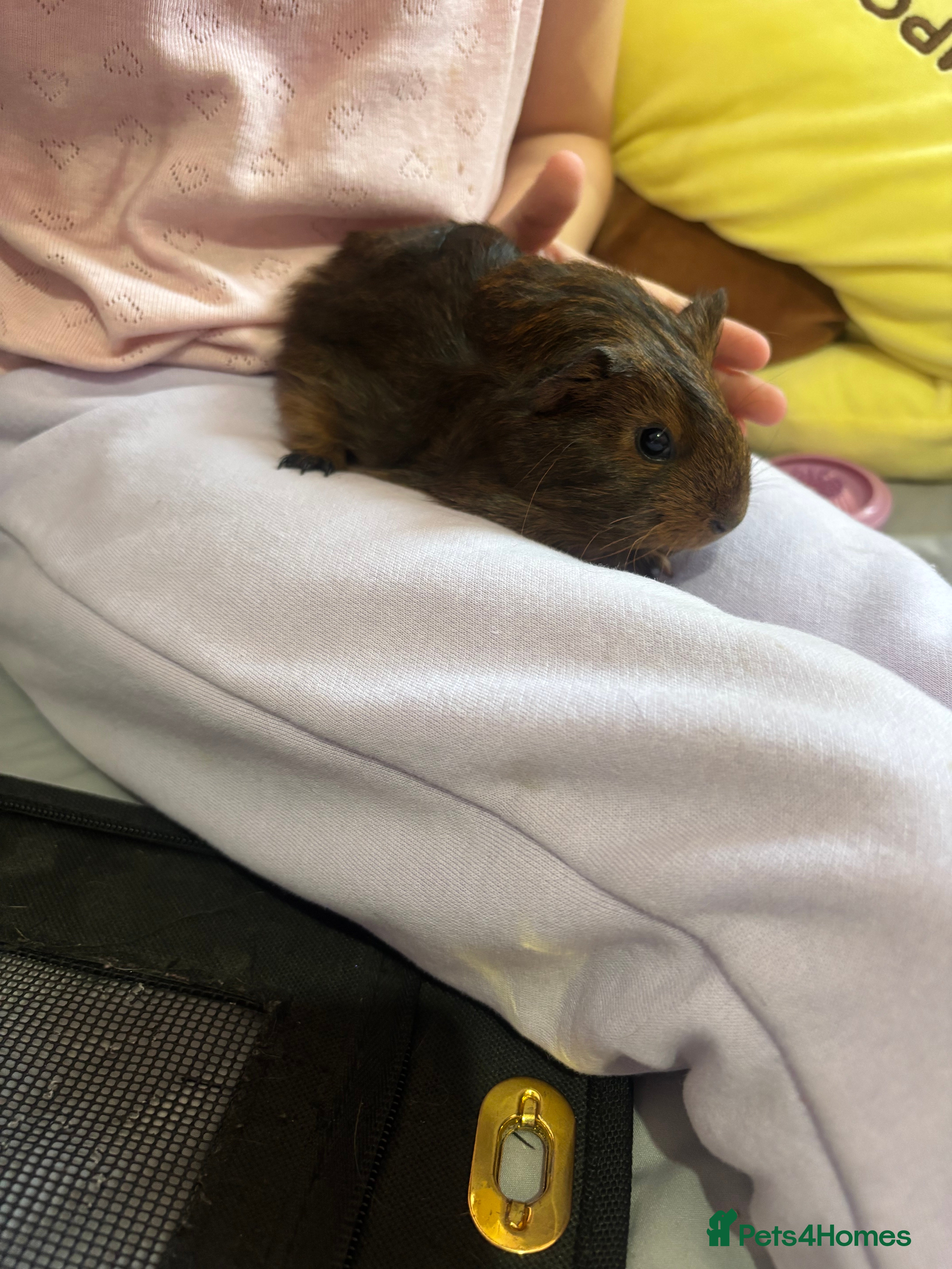 Guinea Pig rodents Baby piggies - Advert 7