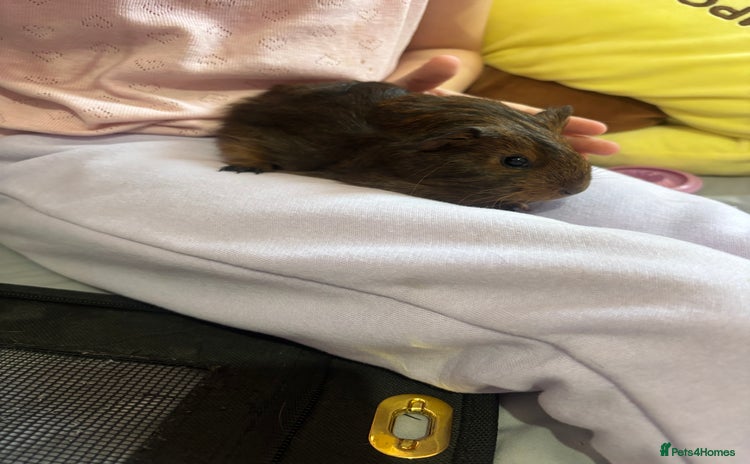 Guinea Pig rodents Baby piggies - Advert 1