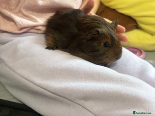 Guinea Pig rodents Baby piggies - Advert 1