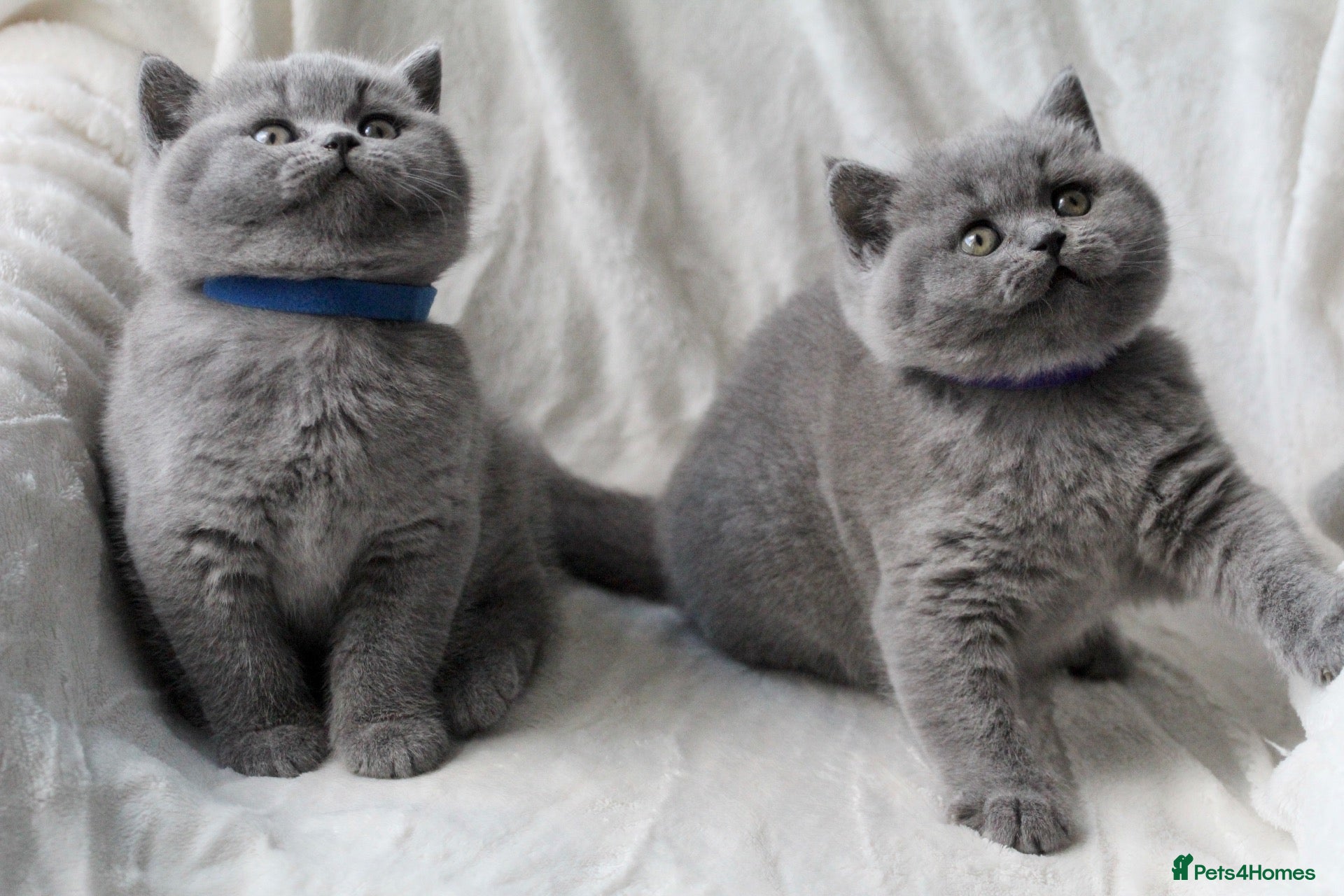British Shorthair cats GCCF British Shorthair Kittens  - Advert 1