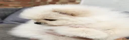 Pomeranian dogs for sale: Amazing Pomeranian ** Pure White colour puppy  - Advert 4