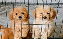 Labradoodle dogs for sale: READY NOW-HEALTH TESTED F1B Miniature Labradoodle - Image 2