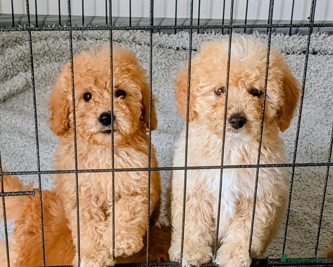 Labradoodle dogs for sale: READY NOW-HEALTH TESTED F1B Miniature Labradoodle - Image 2