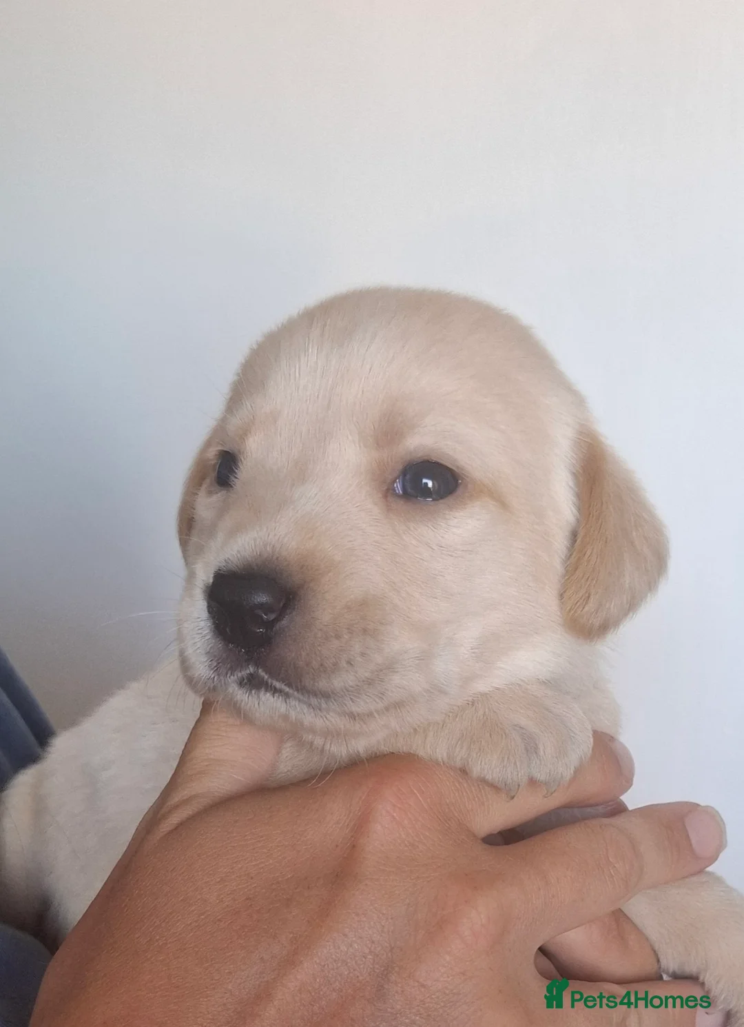 Labrador Retriever dogs for sale: **1 stunning boy remaining** - Advert 1