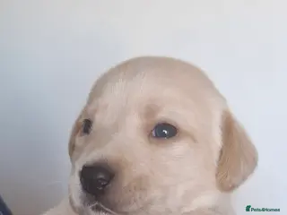 Labrador Retriever dogs **1 stunning boy remaining** - Advert 8