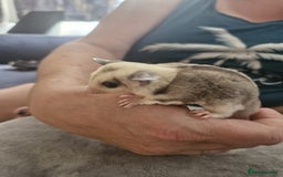 Sugar Glider rodents for sale: Breeding pair of  sugar gliders ready 13th sept   - Image 18
