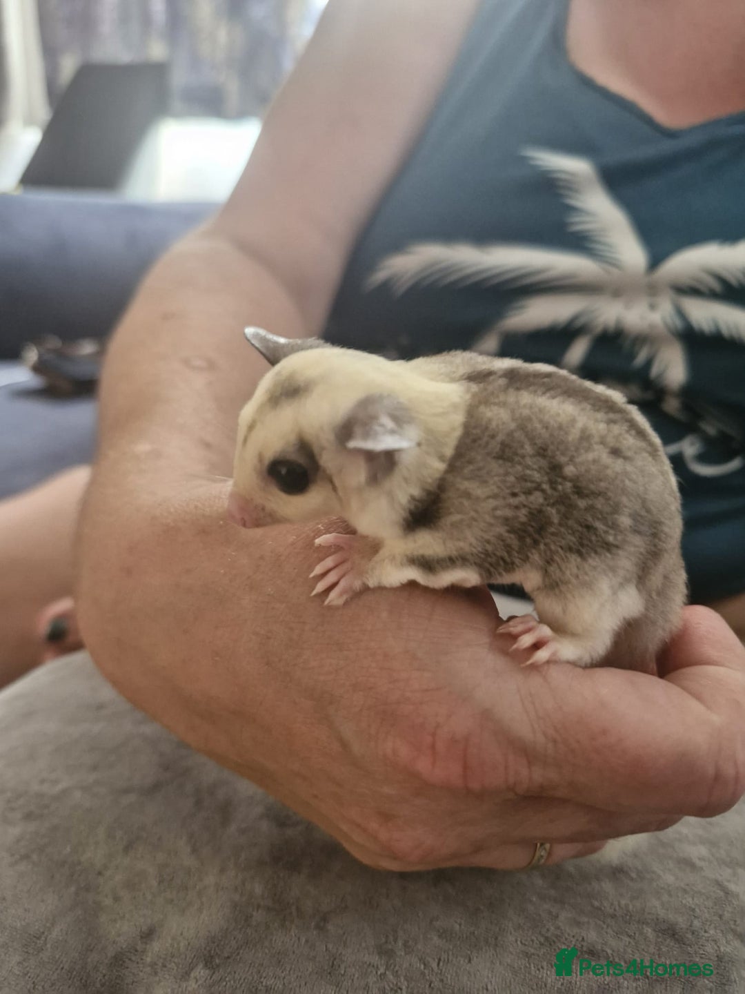 Sugar Glider rodents for sale: Breeding pair of  sugar gliders ready 13th sept   - Image 18