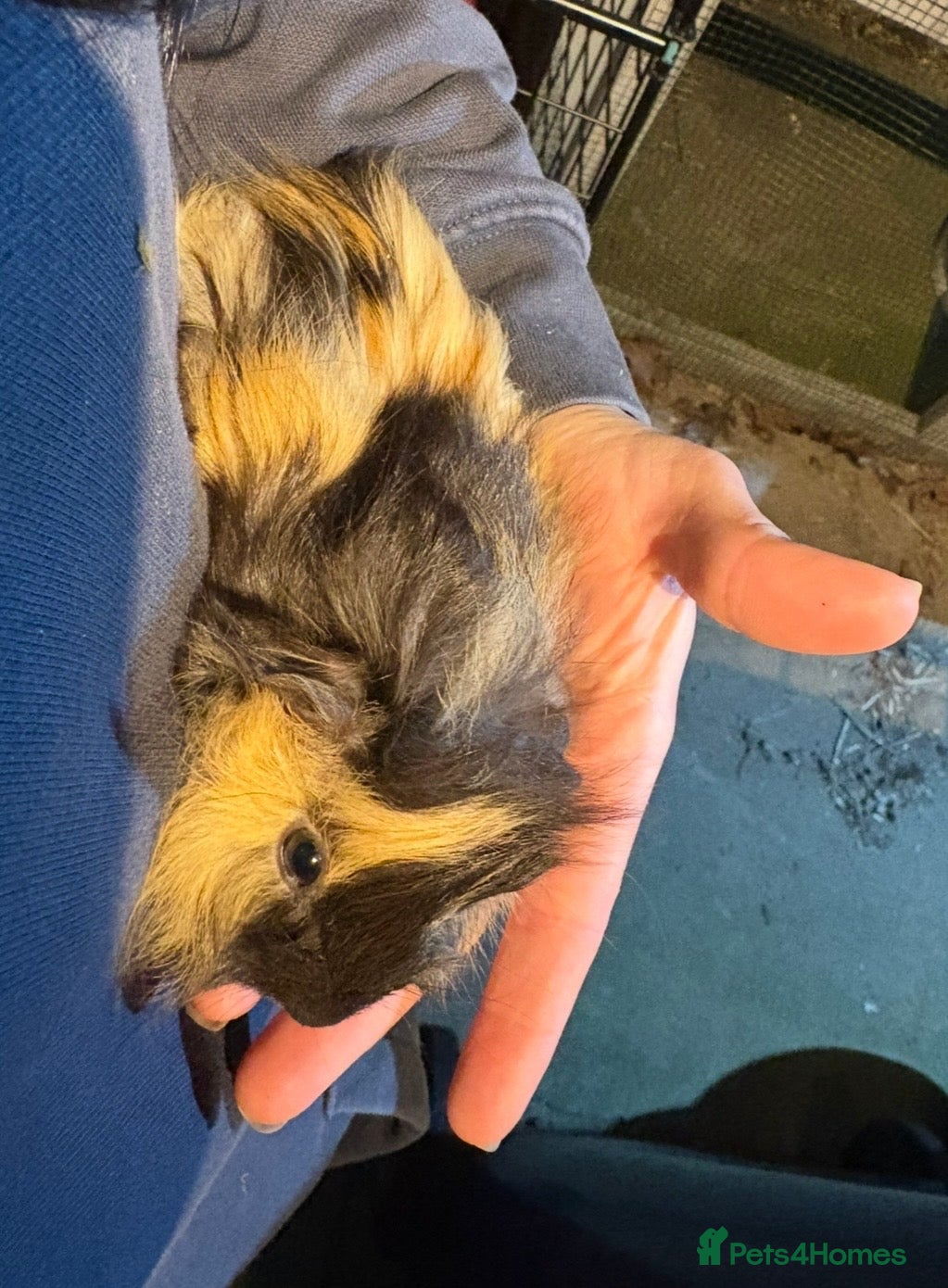 Guinea Pig rodents Mother and daughter guinea pigs for sale  - Advert 1