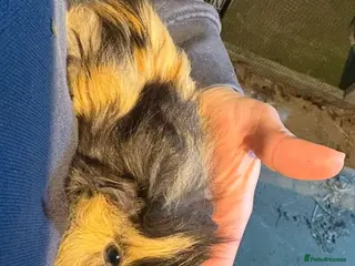 Guinea Pig rodents Mother and daughter guinea pigs for sale - Advert 1