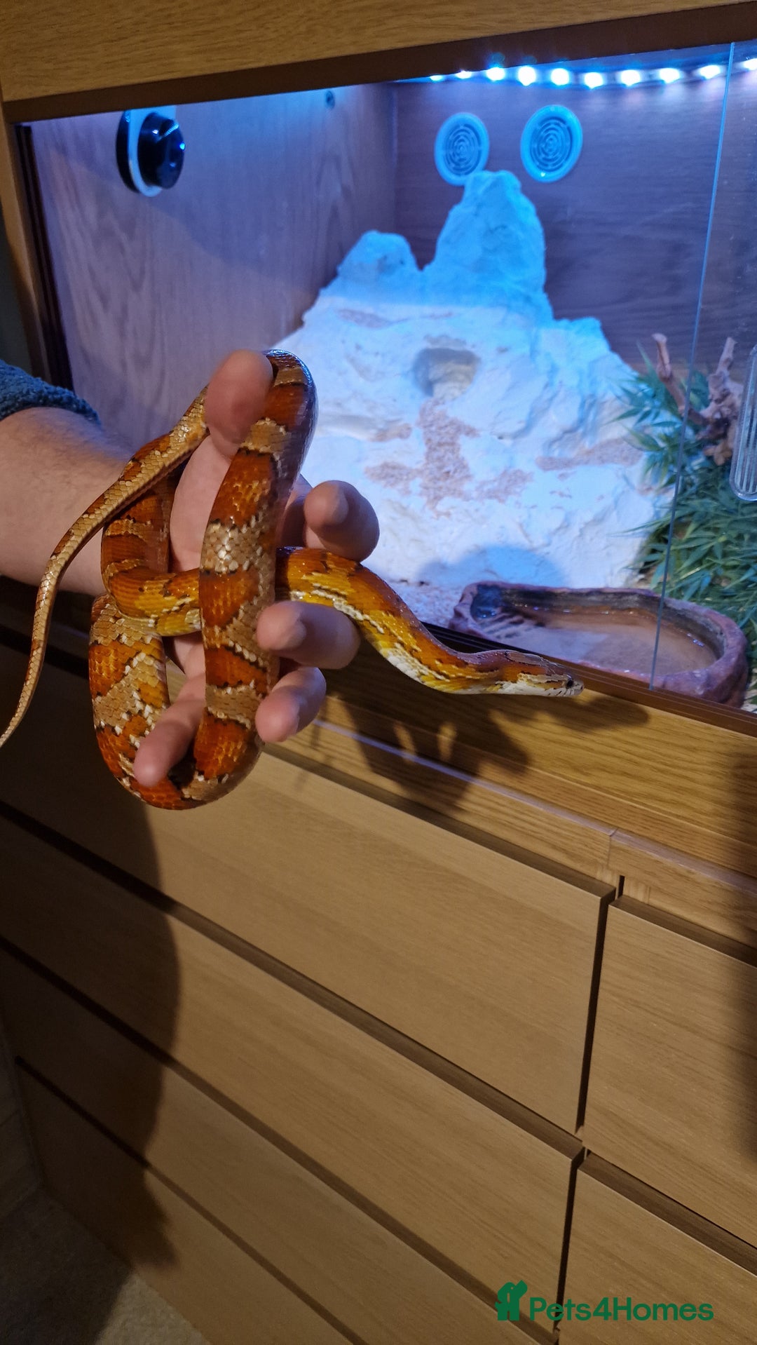 Corn Snake reptiles for sale: 6 yr old corn snake & 4ft Vivarium & accessories  - Advert 10