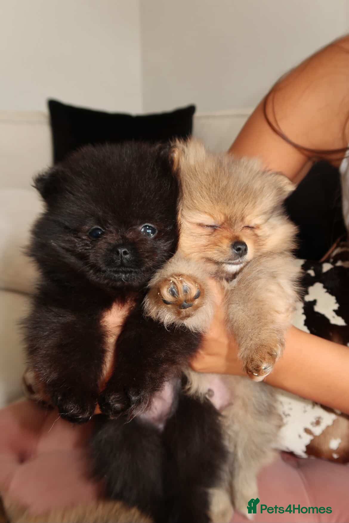 Pomeranian dogs READY TUES🩵🐻4 stunning KC Pomeranian puppies🐻 - Advert 2