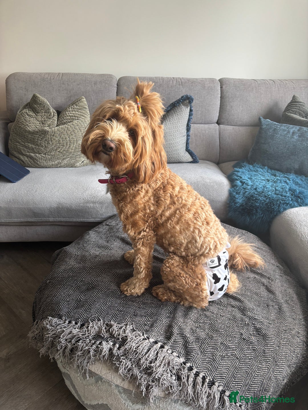 Australian Labradoodle dogs for sale: Pure Australian Labradoodle Puppies ready 30/09/25 - Image 8