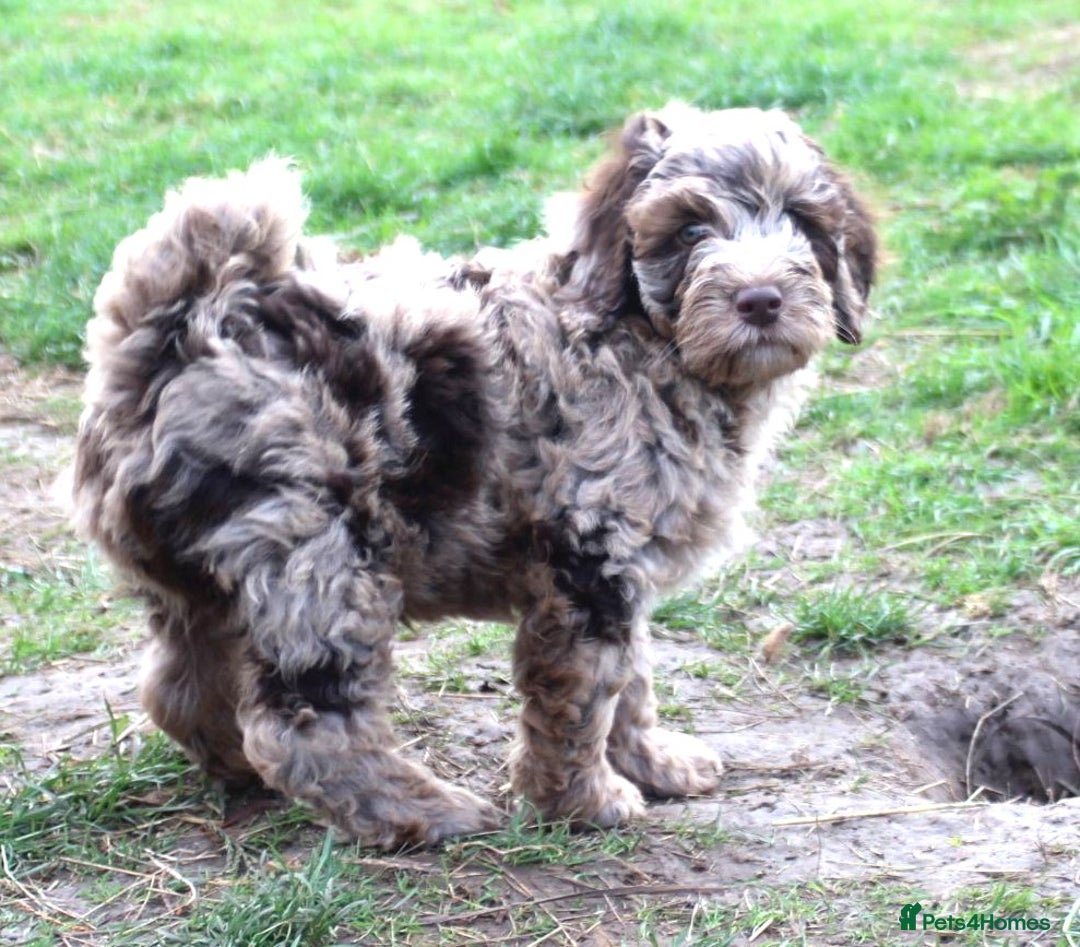 Australian Labradoodle dogs for sale: Health Tested ✔️ BOTH✔️ Parents HIP& ELBOW scored - Image 4