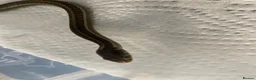 Garter Snake reptiles for sale: Cb26 lake chapala garter snakes - Advert 5
