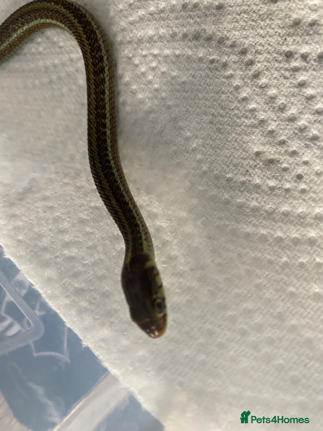 Garter Snake reptiles for sale: Cb26 lake chapala garter snakes - Advert 5