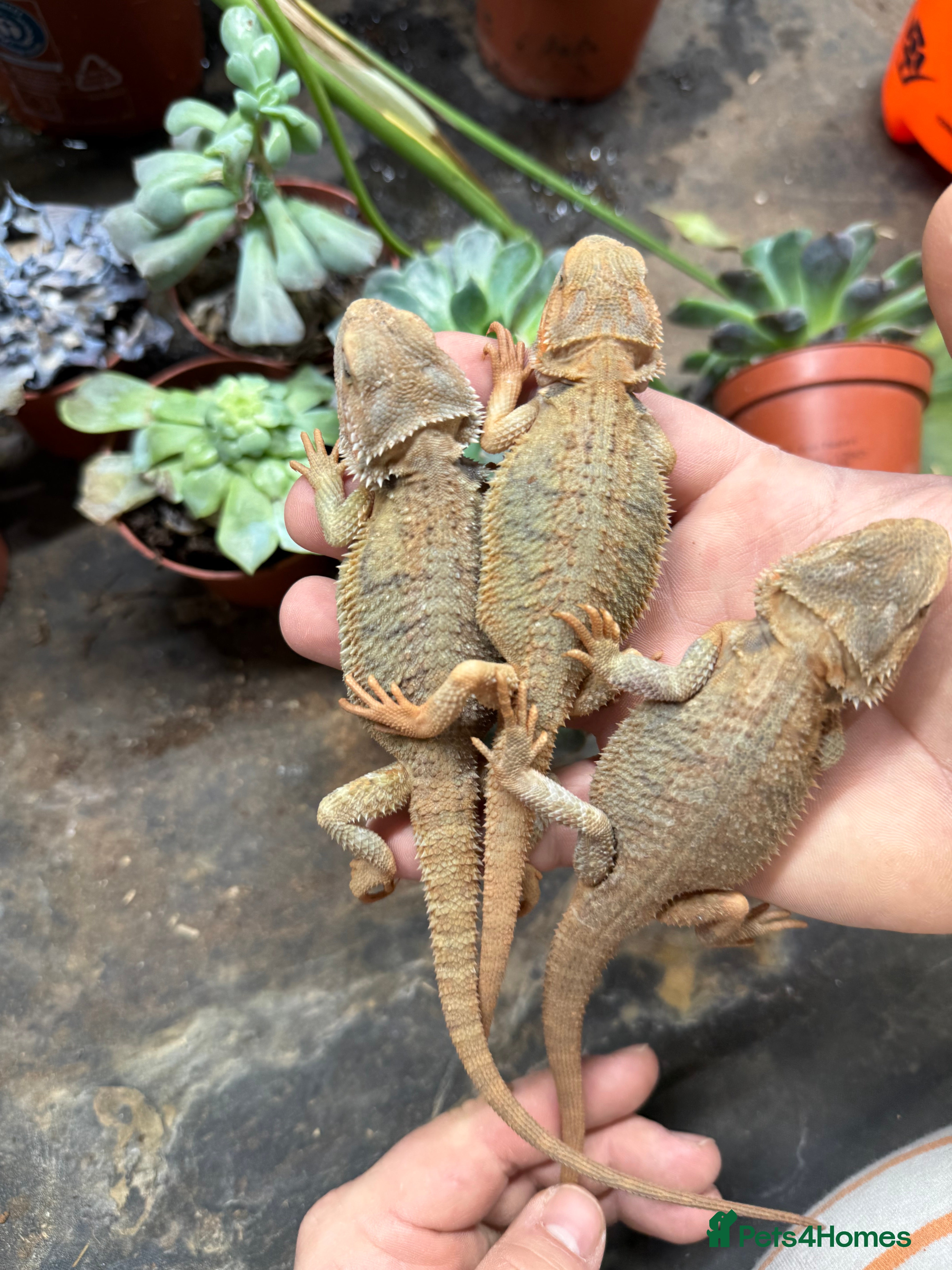 Bearded Dragon reptiles Citrus Red Hypo Trans Leatherback Bearded Dragons - Advert 4