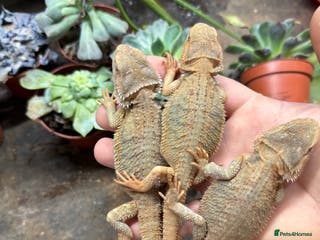 Bearded Dragon reptiles Citrus Red Hypo Trans Leatherback Bearded Dragons - Advert 6