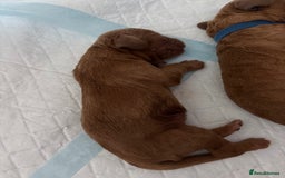 Cockapoo dogs for sale: F2 cockapoos 💖 - Image 10