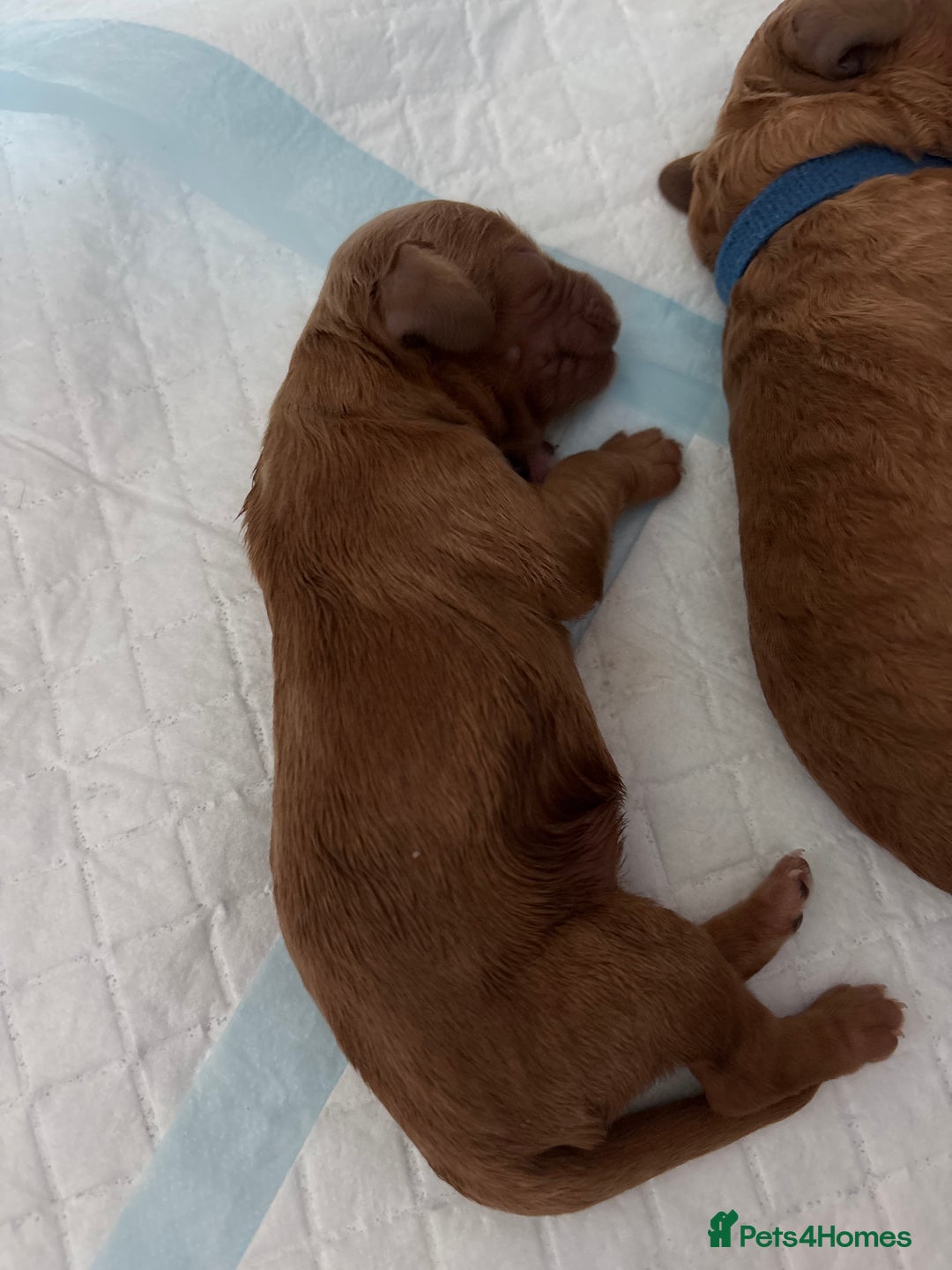 Cockapoo dogs for sale: F2 cockapoos 💖 - Image 10