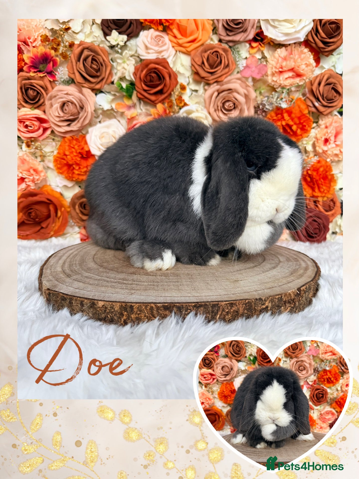 Mini Lop rabbits 🤎 VACCINATED MINI LOP ADULTS 🤎  - Advert 9