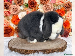 Mini Lop rabbits 🤎 VACCINATED MINI LOP ADULTS 🤎 - Advert 9