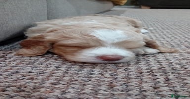 Cockapoo dogs - Advert 2