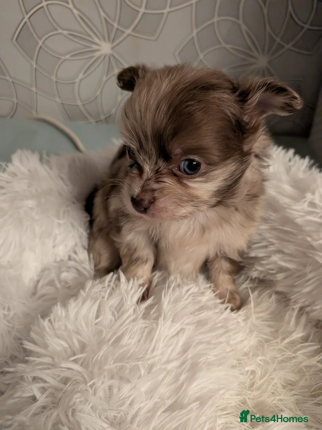 Pomchi dogs for sale: Beautiful Pomchi Puppies Loving 🏠 Reared Litters - Advert 6