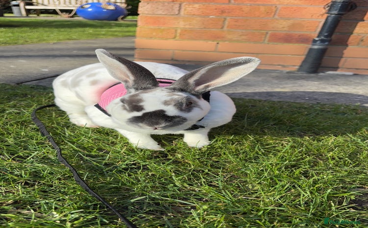 English Spot rabbits - Advert 1