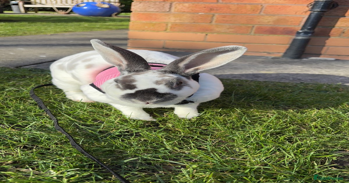 Female rabbit for sale for sale in Liverpool | Pets4Homes